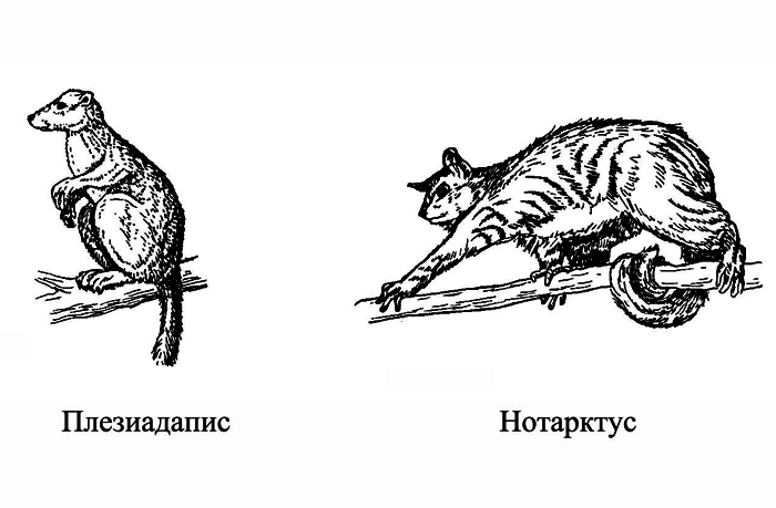 История одной случайности, или Происхождение человека - i_002.png