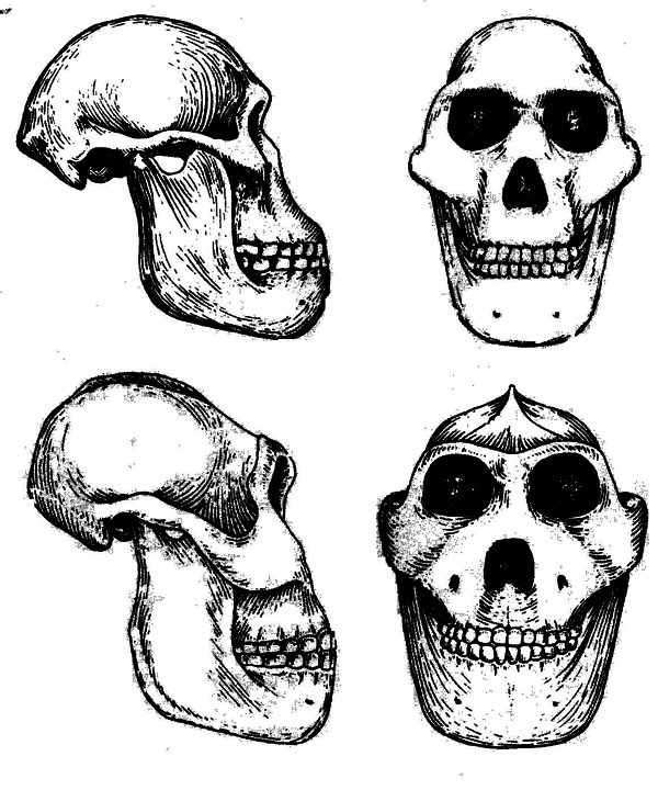 История одной случайности, или Происхождение человека - i_004.png