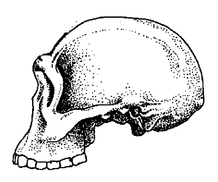 История одной случайности, или Происхождение человека - i_006.png