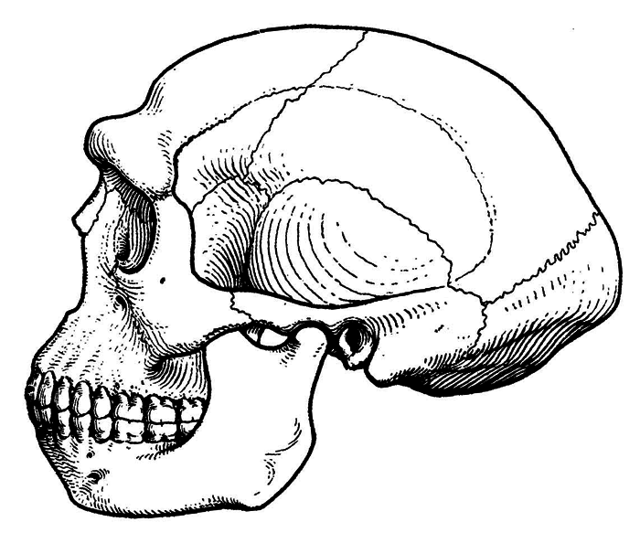 История одной случайности, или Происхождение человека - i_007.png