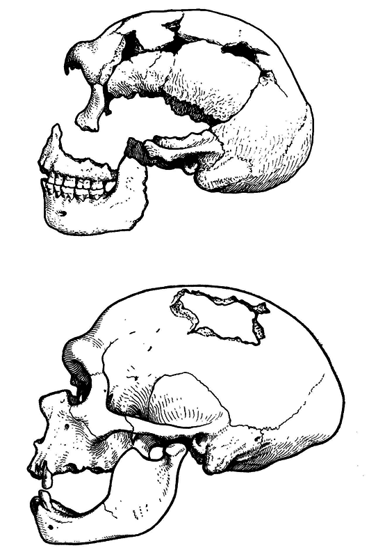 История одной случайности, или Происхождение человека - i_009.png