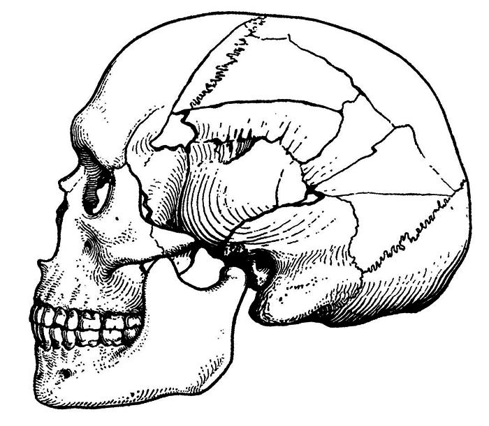 История одной случайности, или Происхождение человека - i_010.png