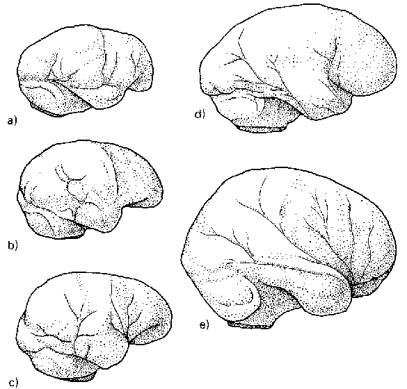 История одной случайности, или Происхождение человека - i_027.png