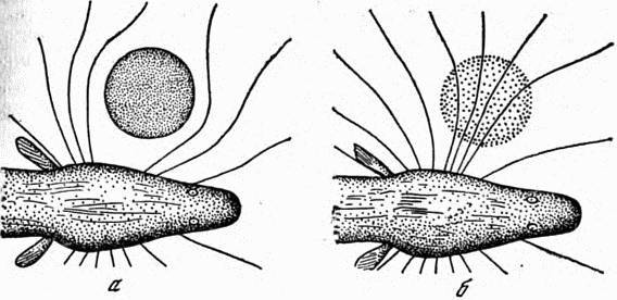 Электричество в жизни рыб - i_018.jpg