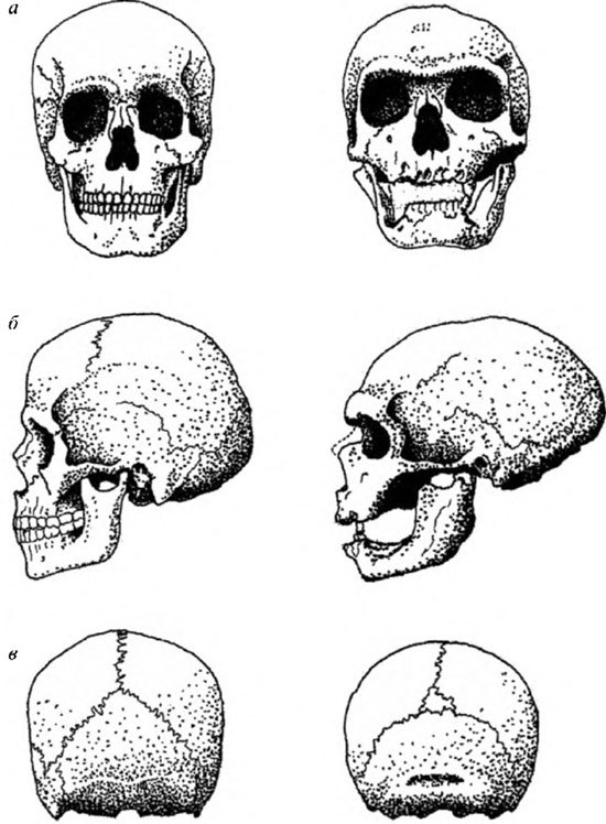 Неандертальцы: история несостоявшегося человечества - img_02_12.jpg