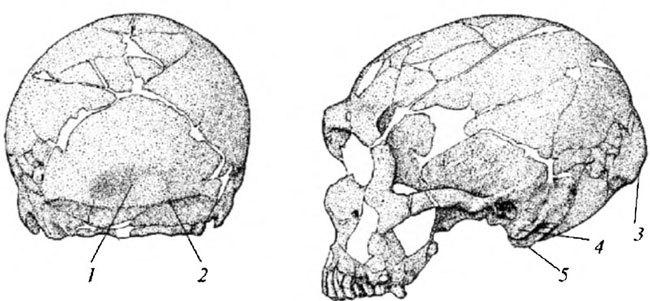 Неандертальцы: история несостоявшегося человечества - img_02_17.jpg