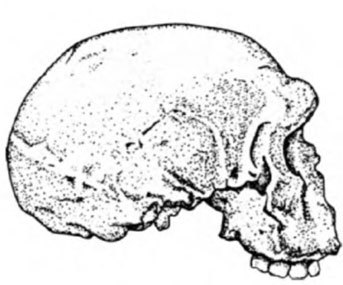 Неандертальцы: история несостоявшегося человечества - img_03_10.jpg