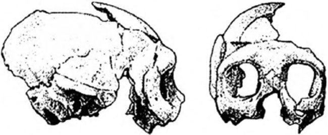 Неандертальцы: история несостоявшегося человечества - img_03_12.jpg