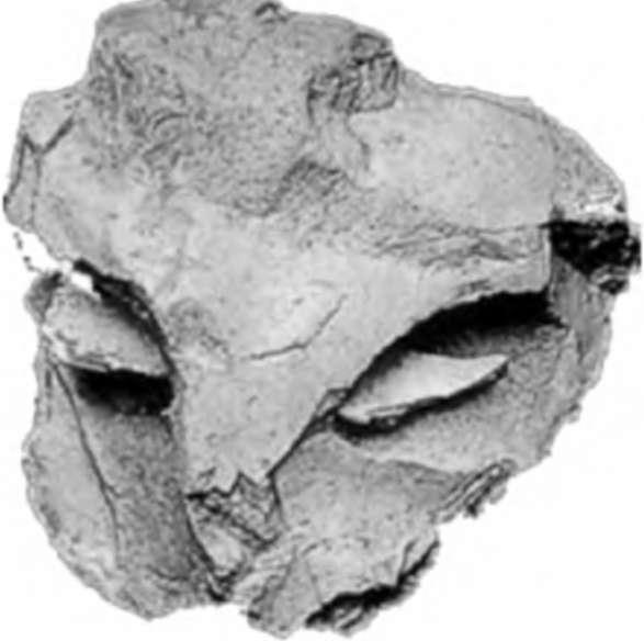 Неандертальцы: история несостоявшегося человечества - img_08_01.jpg