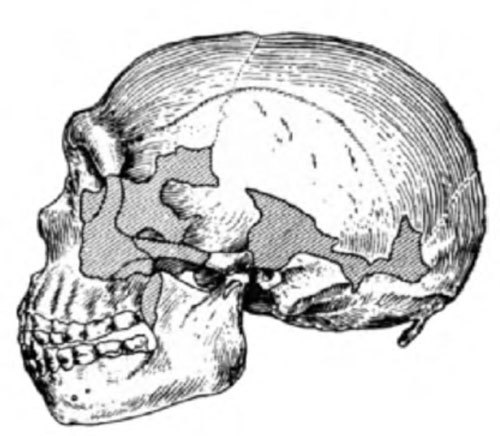 Неандертальцы: история несостоявшегося человечества - img_10_01.jpg