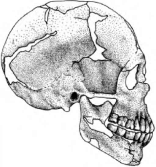 Неандертальцы: история несостоявшегося человечества - img_10_04.jpg