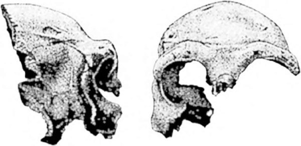 Неандертальцы: история несостоявшегося человечества - img_10_05.jpg
