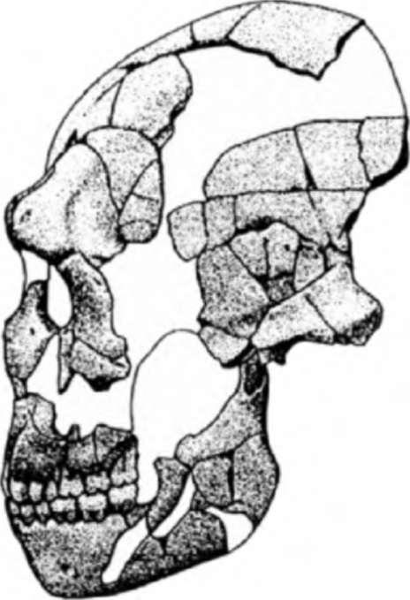 Неандертальцы: история несостоявшегося человечества - img_11_06.jpg