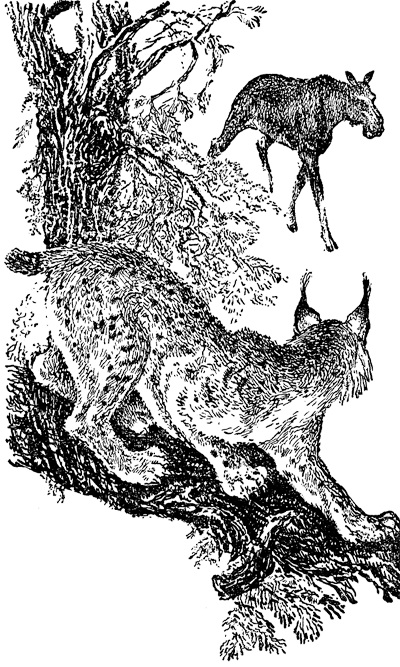 Найденыш - i_003.png