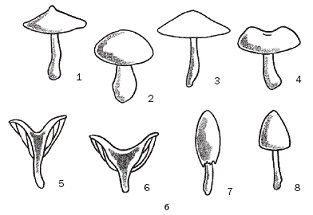 Полная энциклопедия грибов - pic_2.png