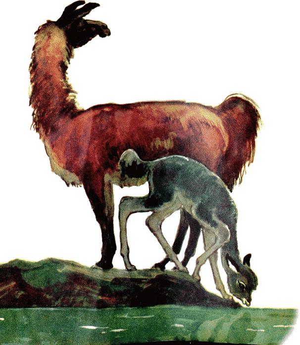 Что ни страница, то слон, то львица - i_004.png