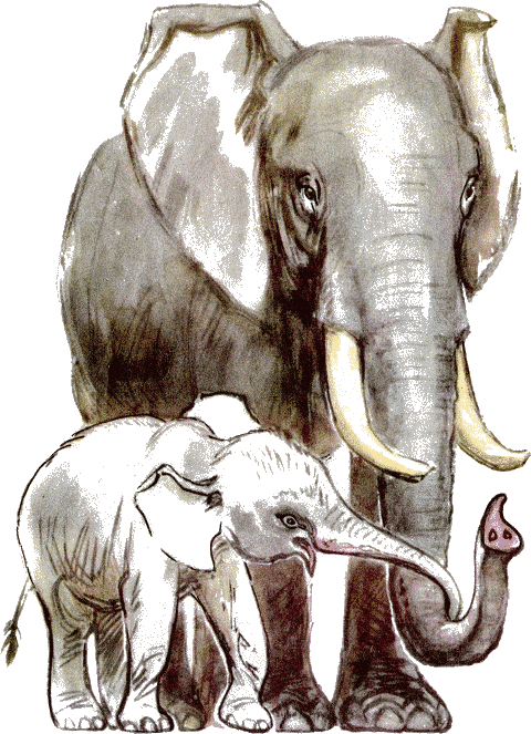 Что ни страница, то слон, то львица - i_008.png