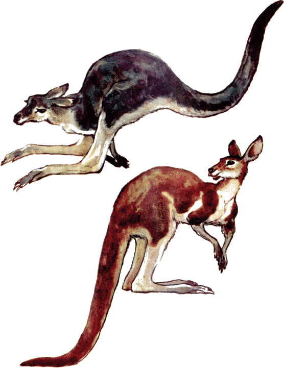 Что ни страница, то слон, то львица - i_012.png