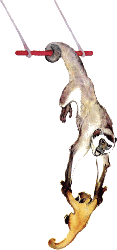 Что ни страница, то слон, то львица - i_015.png