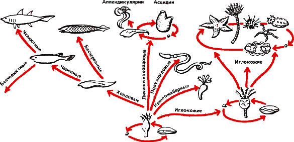 Аксиомы биологии - i_50.png