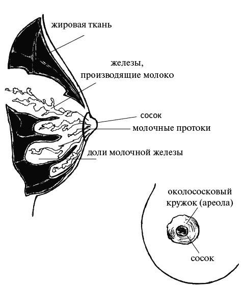 Как говорить с дочкой! Самые сложные вопросы. Самые важные ответы - _016.png