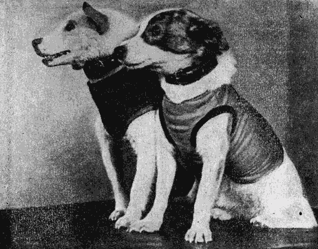 Вы и Ваш друг Рэкс - _84.png