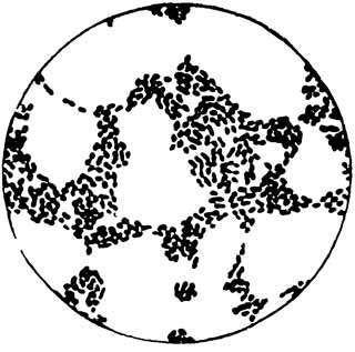 Пастер - i_004.jpg