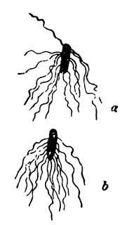 Пастер - i_005.jpg