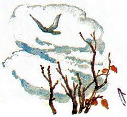 Синяя птица - pict43.jpg