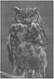 Знаки карпатської магії - _129.jpg