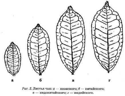 Энциклопедия целебного чая - i_002.jpg