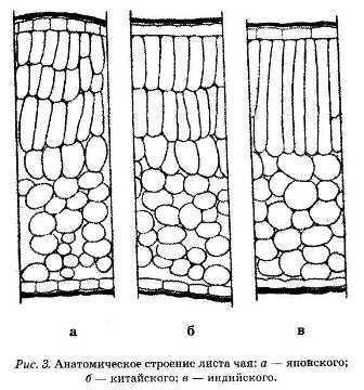 Энциклопедия целебного чая - i_003.jpg