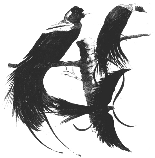 Острова пряностей - i_022.jpg