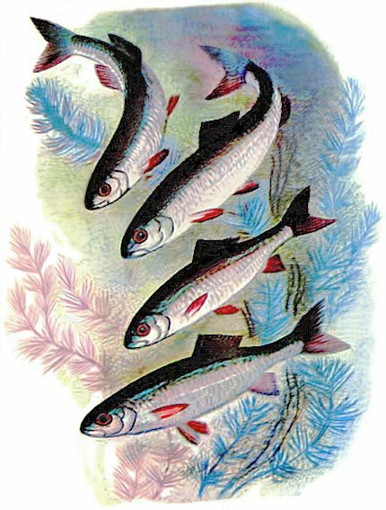 В лесах счастливой охоты - i_143.jpg