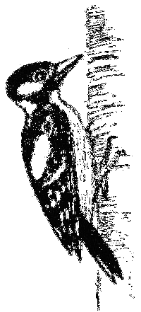 Клуб Колумбов - i_063.png