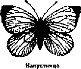 Что я видел (сборник) - i_157.png