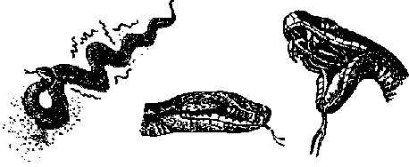 Что я видел (сборник) - i_191.png