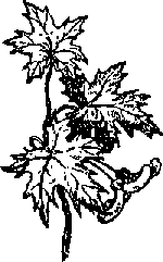 Что я видел (сборник) - i_196.png