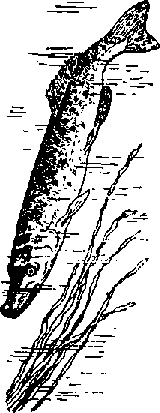 Что я видел (сборник) - i_299.png