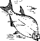 Что я видел (сборник) - i_300.png