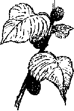 Что я видел (сборник) - i_318.png