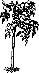 Что я видел (сборник) - i_348.png