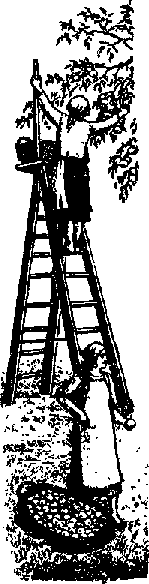 Что я видел (сборник) - i_352.png