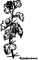 Что я видел (сборник) - i_357.png