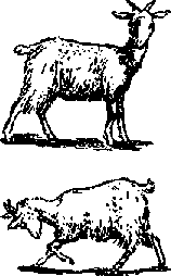 Что я видел (сборник) - i_368.png