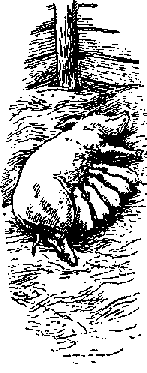 Что я видел (сборник) - i_371.png