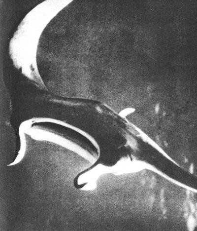 Пригоди на Шостому континенті - i_047.jpg