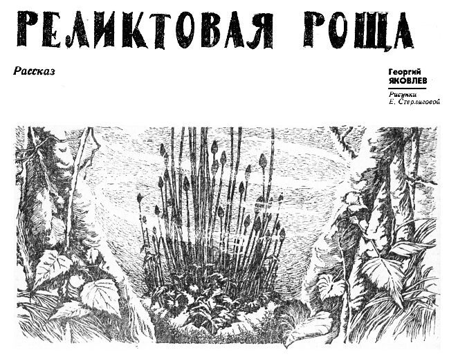 Реликтовая роща - i_001.jpg