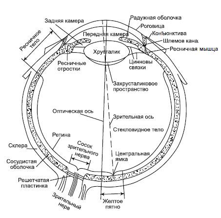 Как улучшить зрение, когда тебе за… - i_001.png