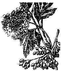 Приготовление целебных спиртных напитков - _34.jpg_0